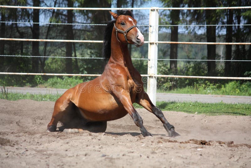 Brown horse sitting on the ground