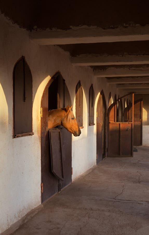 Brown Horse in the Stable with Warm Orange Glow of Sunset on His Head stock image Brown Horse in the Stable with Warm Orange Glow of Sunset on His Head stock image