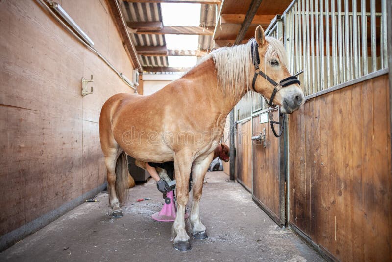 Brown horse stands in a stable stock photography Brown horse stands in a stable stock photography