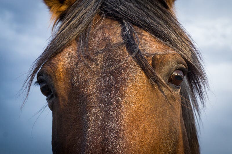 Brown Horse Stare Down