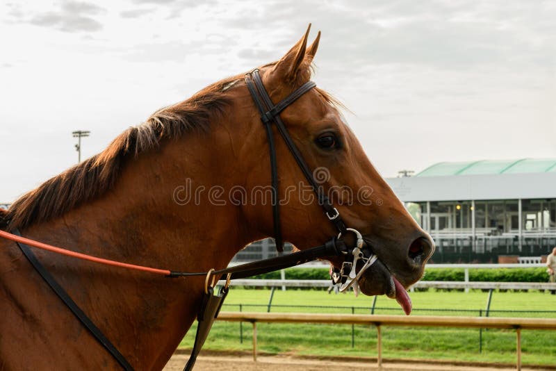 158 Horse Sticking Out Tongue Stock Photos Free & RoyaltyFree Stock