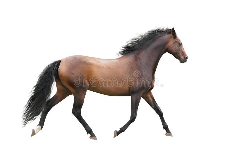 Brown horse trotting on white background