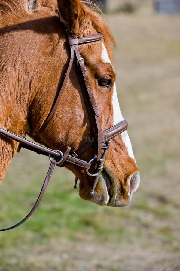 Horse Tack Stock Photos Download 2,932 Royalty Free Photos