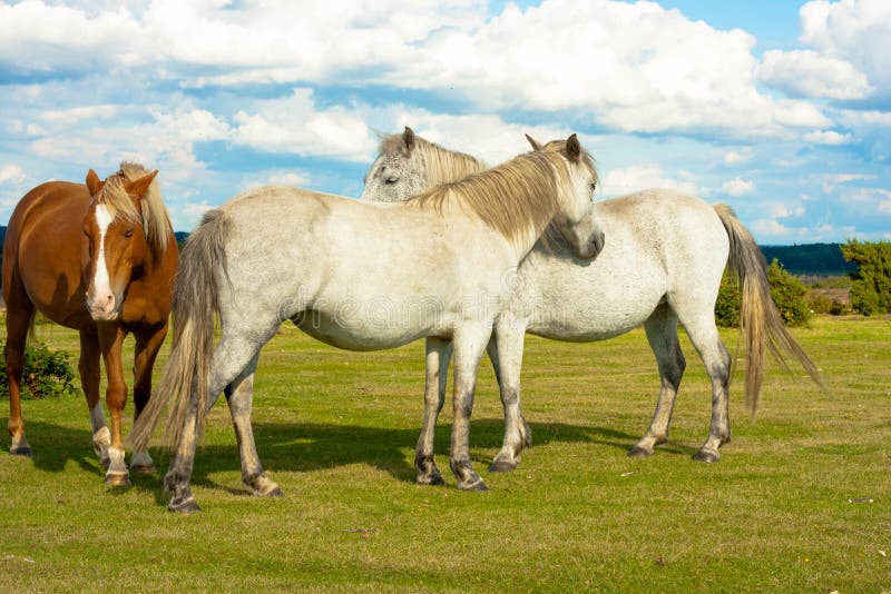 Brown Horse With White Horses Stock Photo Image 58860404