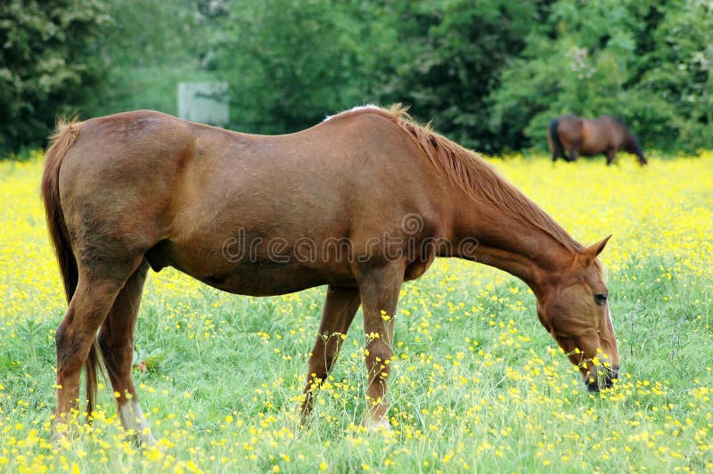 Brown Horse Yellow Field Agriculture Stock Images Image 6963564