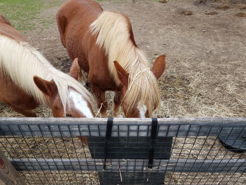 Brown Horses Eating Out of a Feed Bag Stock Image Image of feed