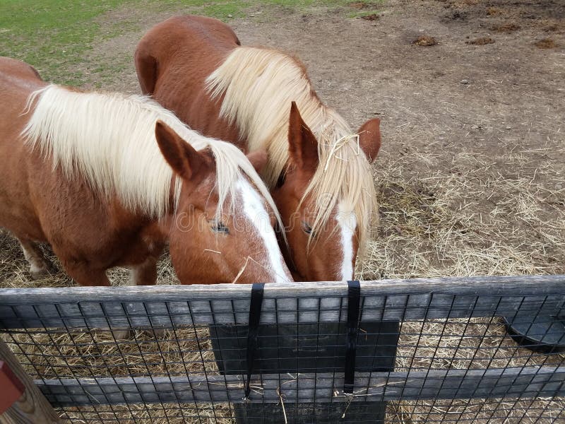 Brown Horses Eating Out of a Feed Bag Stock Photo Image of fence
