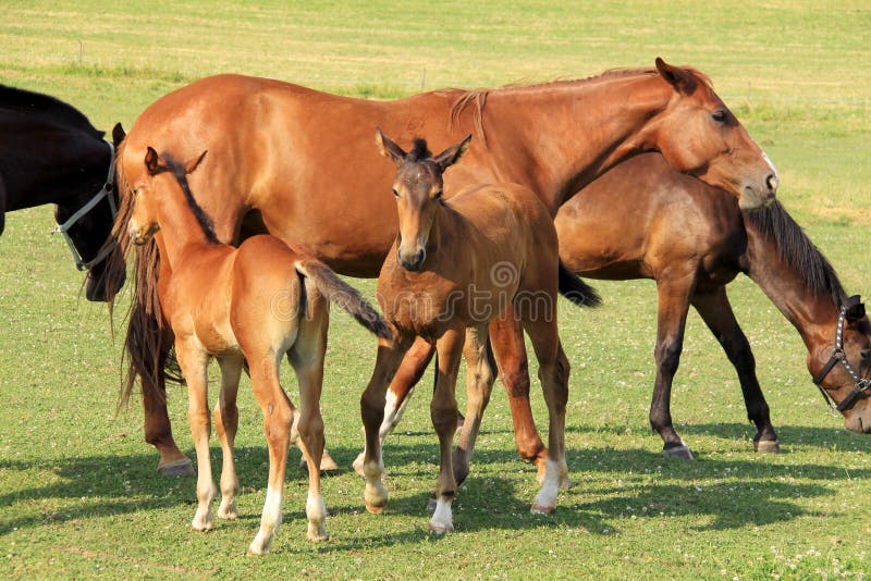 Brown Horses on the green Pasture stock photography