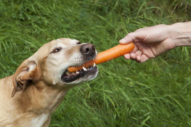Hund mit Karotte stockbild. Bild von inländisch, abendessen 53848209