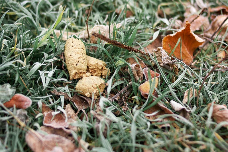  Brown-Hundeheck im Gras eines Gartens lizenzfreie stockfotografie