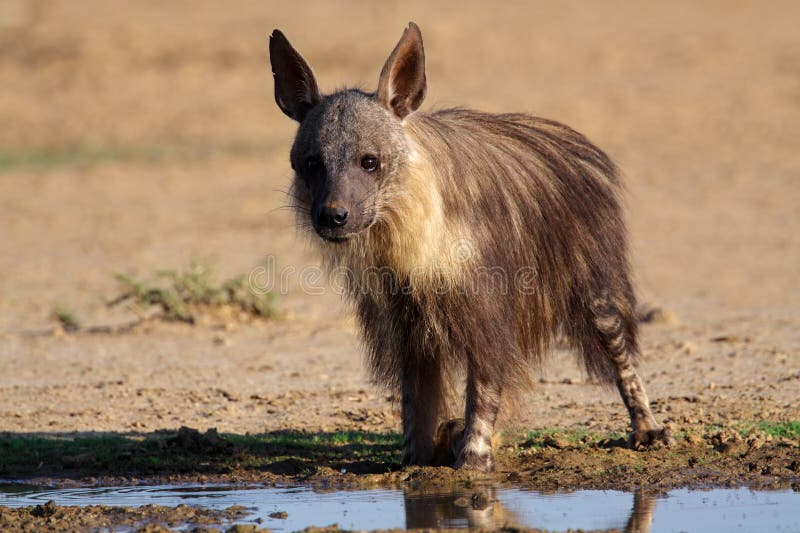 A brown hyena (Hyaena brunnea) at a waterhole, Kalahari, South Africa. A brown hyena (Hyaena brunnea) at a waterhole, Kalahari, South Africa