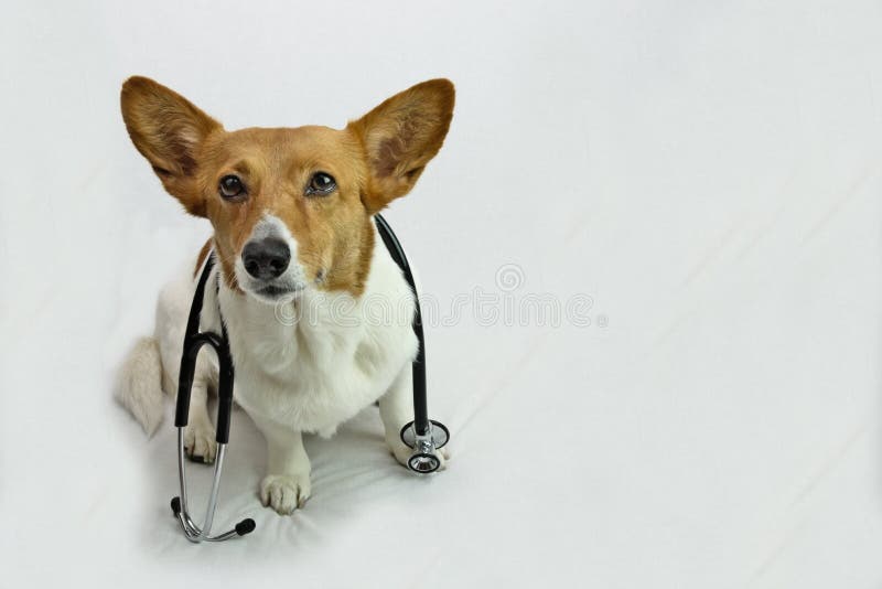 Brown i Biały Corgi z Czarnym stetoskopem zdjęcie stock Brown i Biały Corgi z Czarnym stetoskopem zdjęcie stock