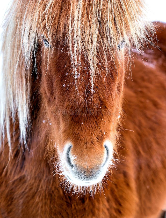 Brown icelandic horse posing in Iceland