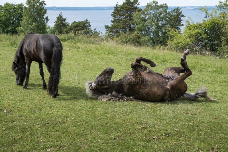 Brown Icelandic horse rolling over scratching his back stock photos Brown Icelandic horse rolling over scratching his back stock photos