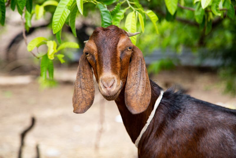 Brown Indian Goat Tied Up in a Farm Stock Photo Image of cute