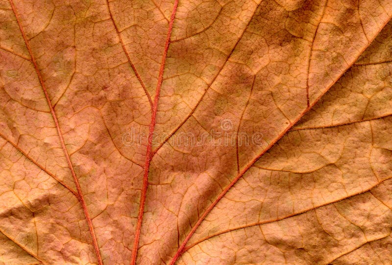 Brown ivy leaf close up background.