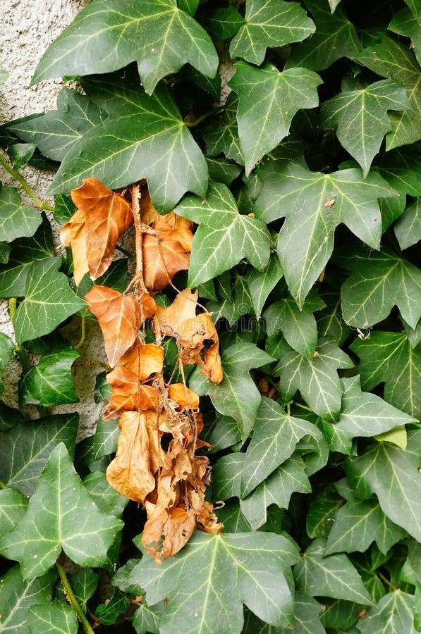 Brown ivy leaves stock photo. Image of leaves, brown 45336014