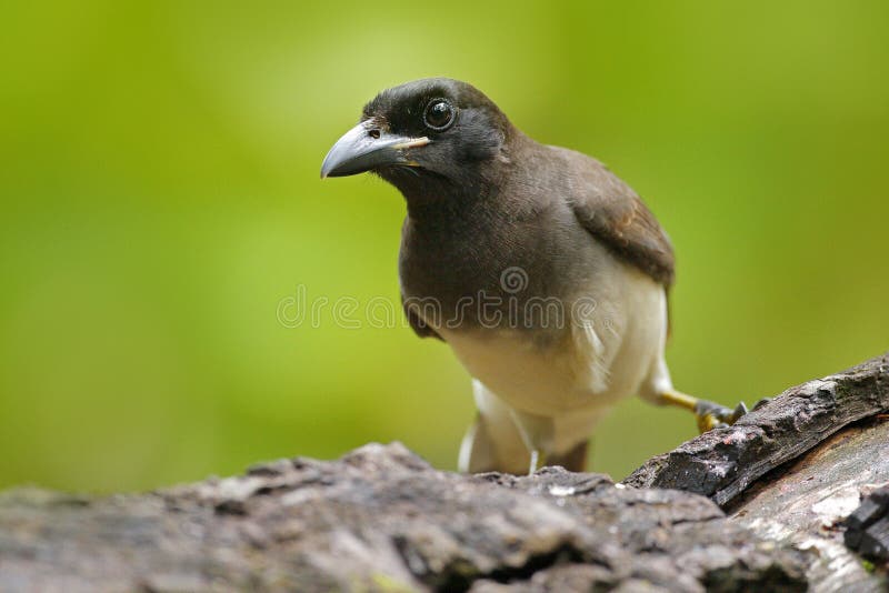 Brown Jay, morio de Cyanocorax, pájaro del bosque verde de Costa Rica, en el hábitat del árbol Detalle del pájaro tropical Pájaro fotos de archivo libres de regalías Brown Jay, morio de Cyanocorax, pájaro del bosque verde de Costa Rica, en el hábitat del árbol Detalle del pájaro tropical Pájaro fotos de archivo libres de regalías