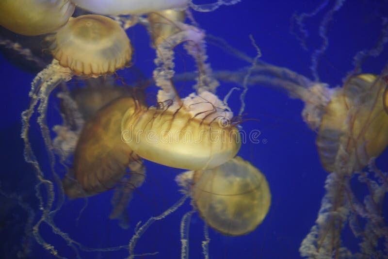 Brown jellyfish stock photo. Image of glowing, deep, dark 14948114