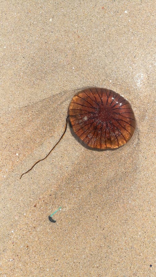 Brown jellyfish stock photo. Image of glowing, deep, dark 14948114
