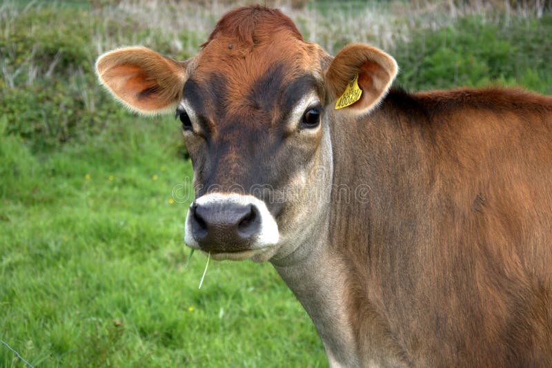 Brown jersey cow stock image. Image of farming, countryside 14341505
