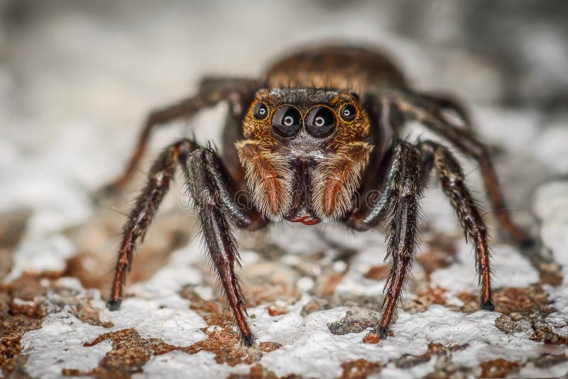 Brown Jumping Spider Macro Closeup Stock Image Image of arthropod