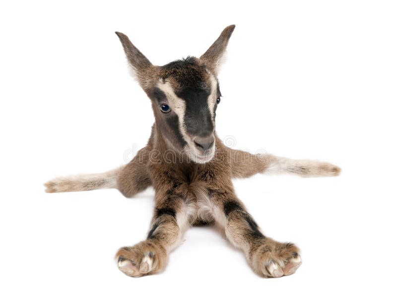 Brown Young Goat lying down and facing the camera (3 weeks old) in front of a white background. Brown Young Goat lying down and facing the camera (3 weeks old) in front of a white background