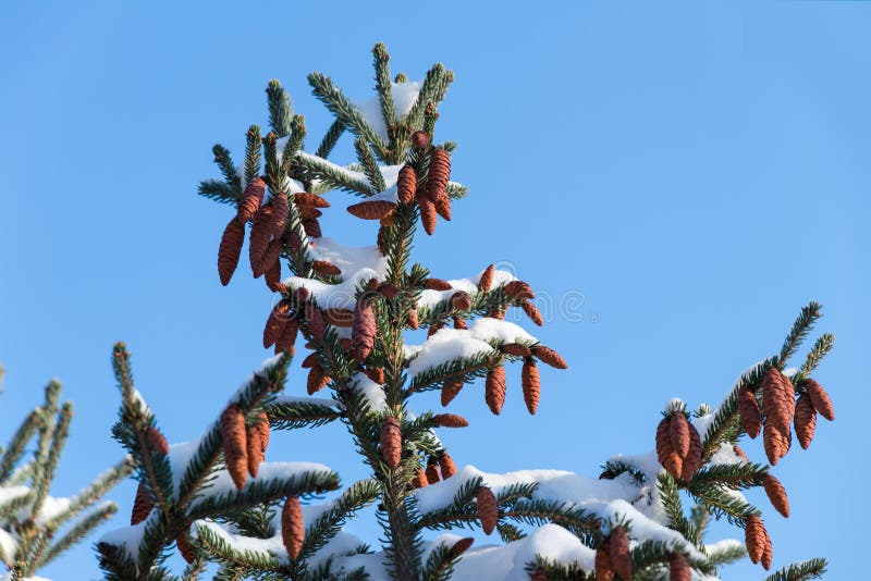 Brown-Kegel auf Fichte unter weißem Schnee stockbilder Brown-Kegel auf Fichte unter weißem Schnee stockbilder