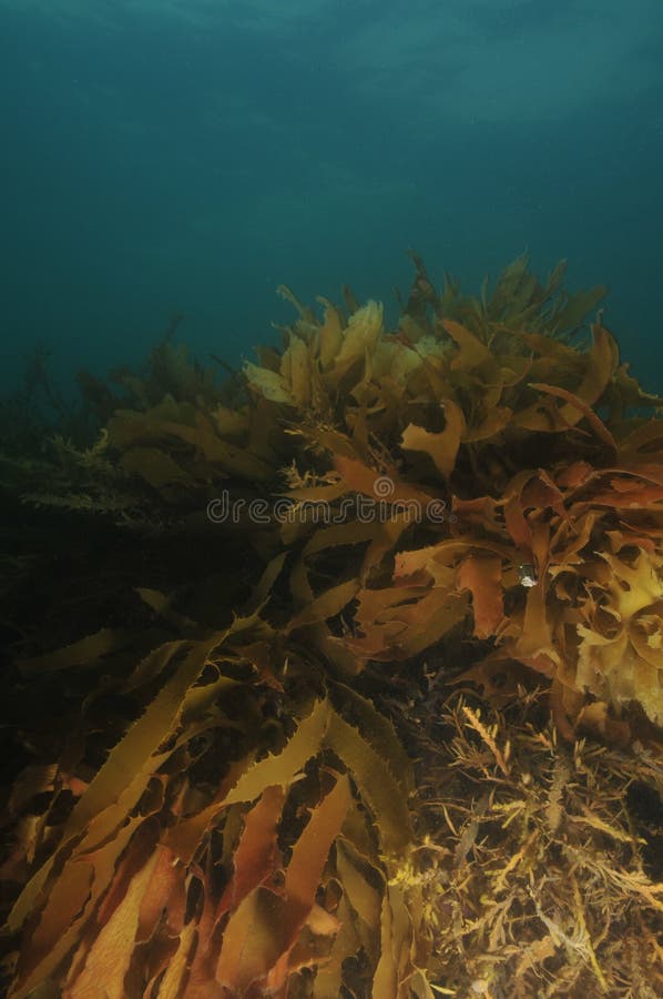 Brown kelp stock photo. Image of seagrass, flat, grass 61379816