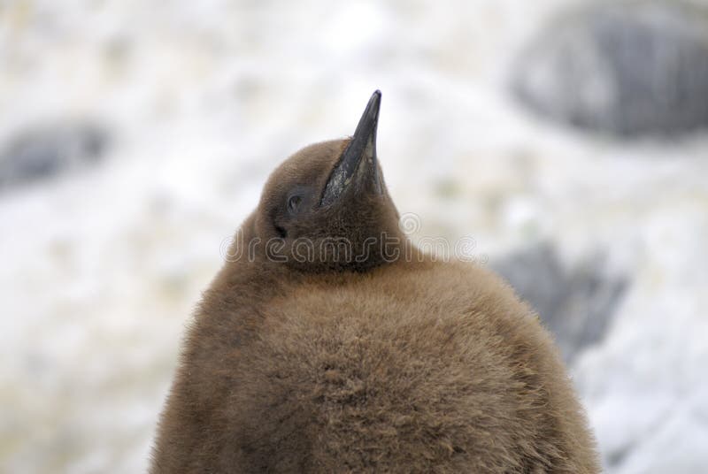 Brown King Penguin Chick