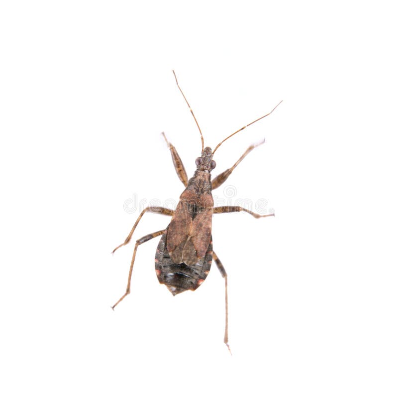 Brown Kissing Bug on a White Background Stock Photo - Image of legs