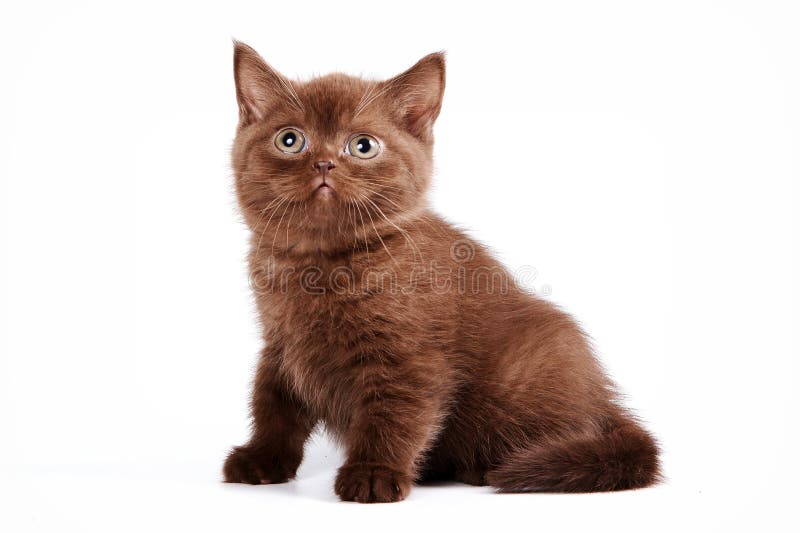 Brown kitten british cat stock image. Image of domestic 134519409