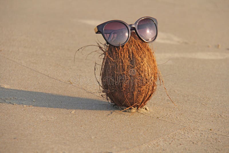 Brown koks z okularami przeciwsłonecznymi na plaży na morzu i, ag obraz stock Brown koks z okularami przeciwsłonecznymi na plaży na morzu i, ag obraz stock