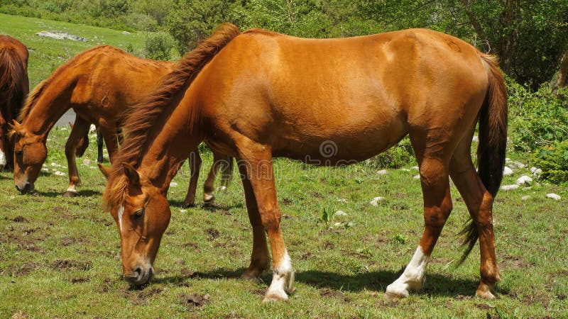 The brown horse is grazed on a meadow in Kyrgyzstan. The brown horse is grazed on a meadow in Kyrgyzstan.