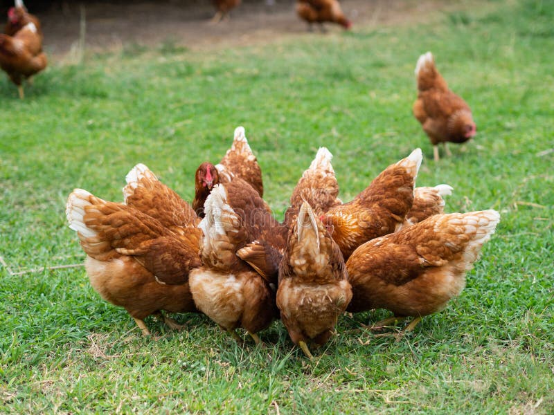 Brown kurczaki je jedzenie na trawy podłoga Uprawiać ziemię & zwierzęcia domowego przeciw