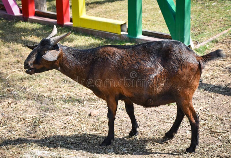 Brown kózka zdjęcie royalty free