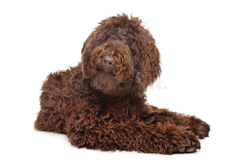 Brown Labradoodle stock image. Image of doggy, labradoodle - 24394963