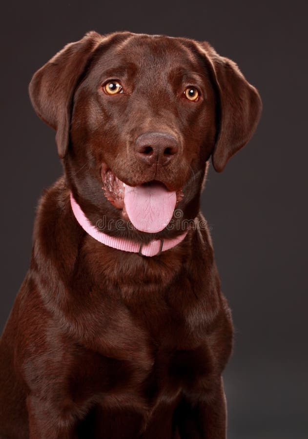 Brown labrador dog stock photo. Image of pink, cutout 12809030