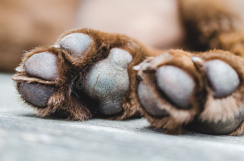 Brown labrador dog paws closeup shot