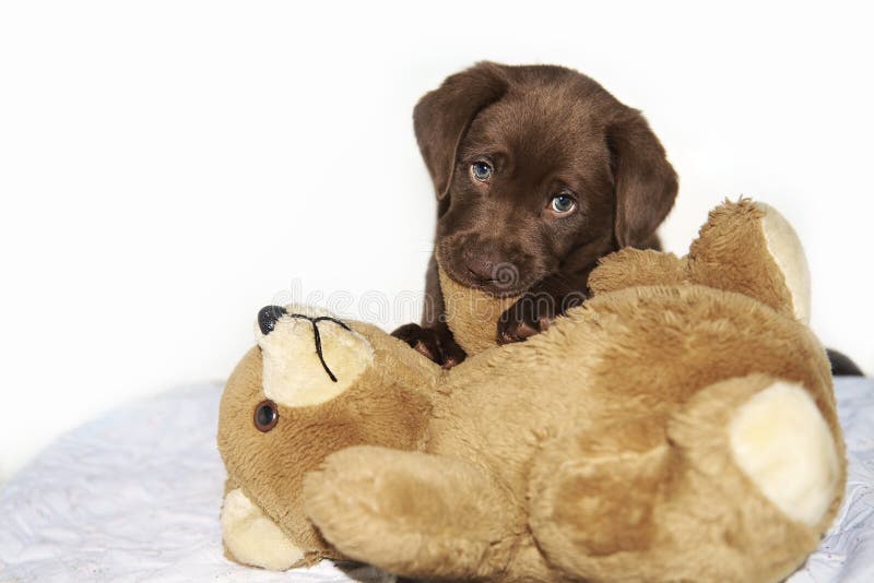 Brown Labrador Puppy Chewing Brown Teddy Bear Stock Photo Image of