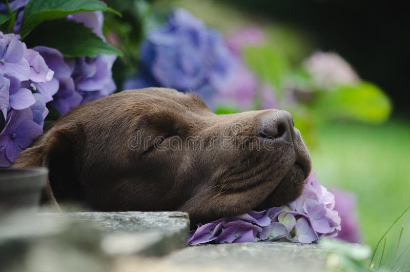 Sleeping Labrador Puppy With R Stock Photo - Image of ...