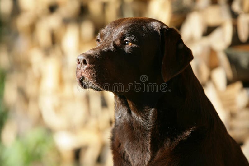 Brown Labrador retriever dog