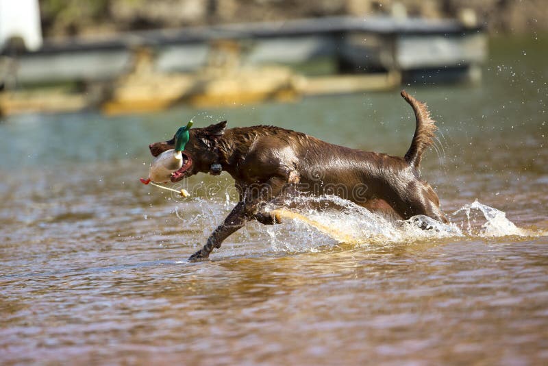 Un felice marrone labrador retriever salti in acqua, dopo una papera.