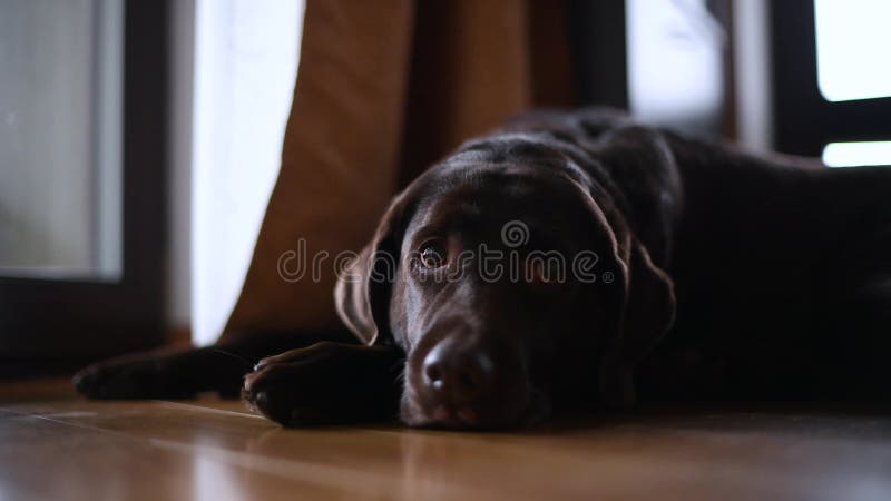 Brown labrador retriever se trouve sur le sol et les coups d'etat manqués