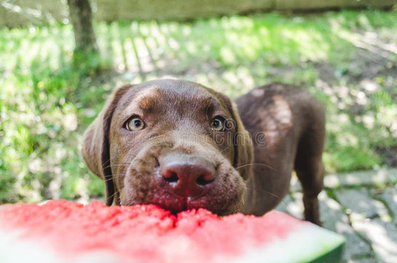 Brown labradora szczeniaka psa łasowania melon, zakończenie strzał zdjęcie stock Brown labradora szczeniaka psa łasowania melon, zakończenie strzał zdjęcie stock