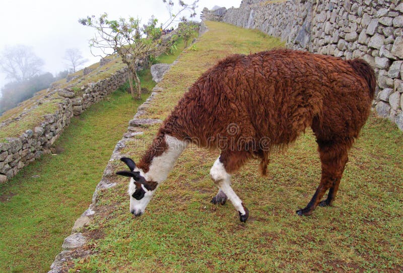 Brown lama eating grass of Machu Picchu stock image Brown lama eating grass of Machu Picchu stock image