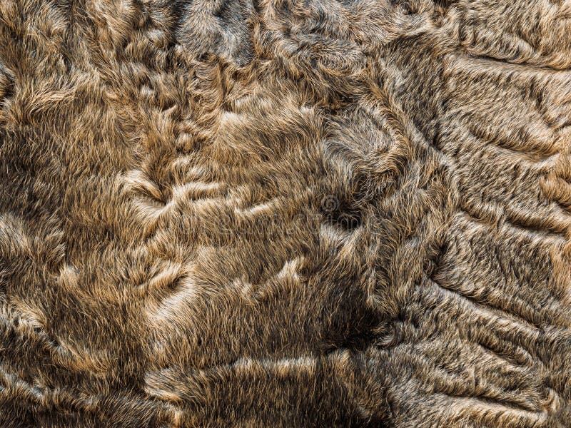 Brown Lamb Fur from an Old Fur Coat Stock Image Image of wool, nature
