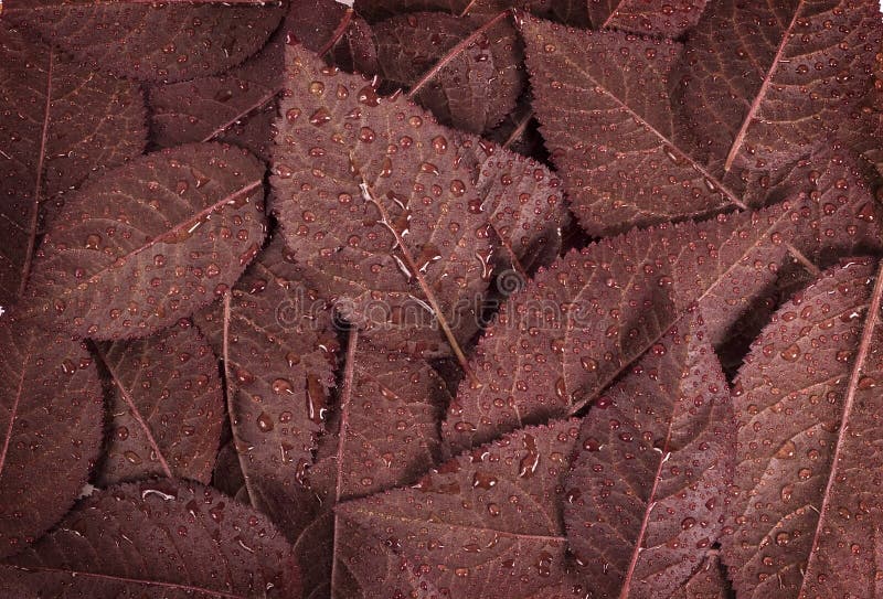 Brown leaf background