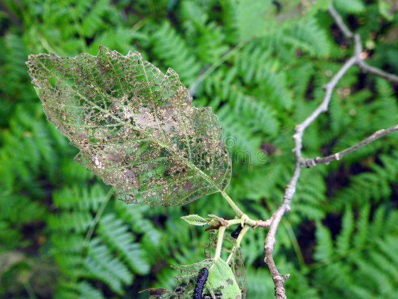 Brown leaf with holes which do eating wrecker, Lithuania royalty free stock photos Brown leaf with holes which do eating wrecker, Lithuania royalty free stock photos
