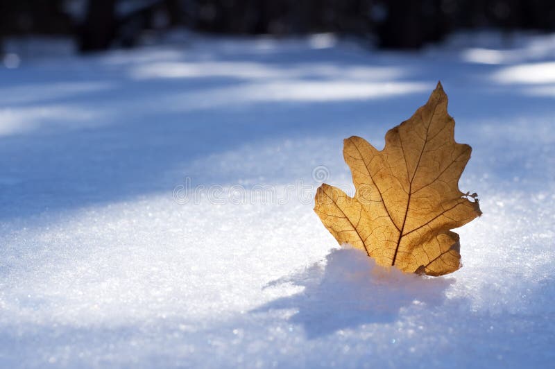 Brown leaf on snow